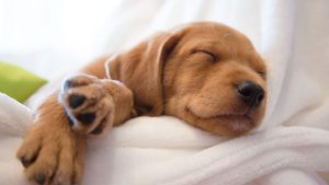 como enseñar a un cachorro a dormir de forma adecuada