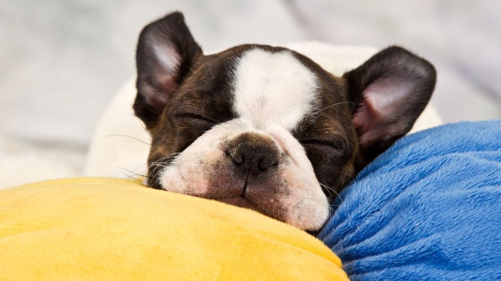 La importancia de enseñar a un cachorro a dormir adecuadamente