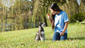 cómo enseñar a un cachorro a obedecer guia practica